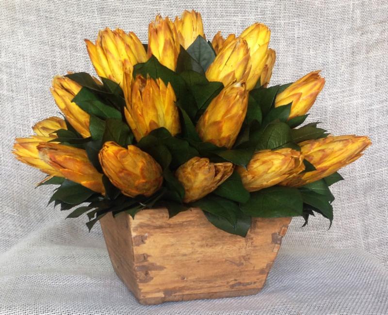 Vintage Protea - Click Image to Close