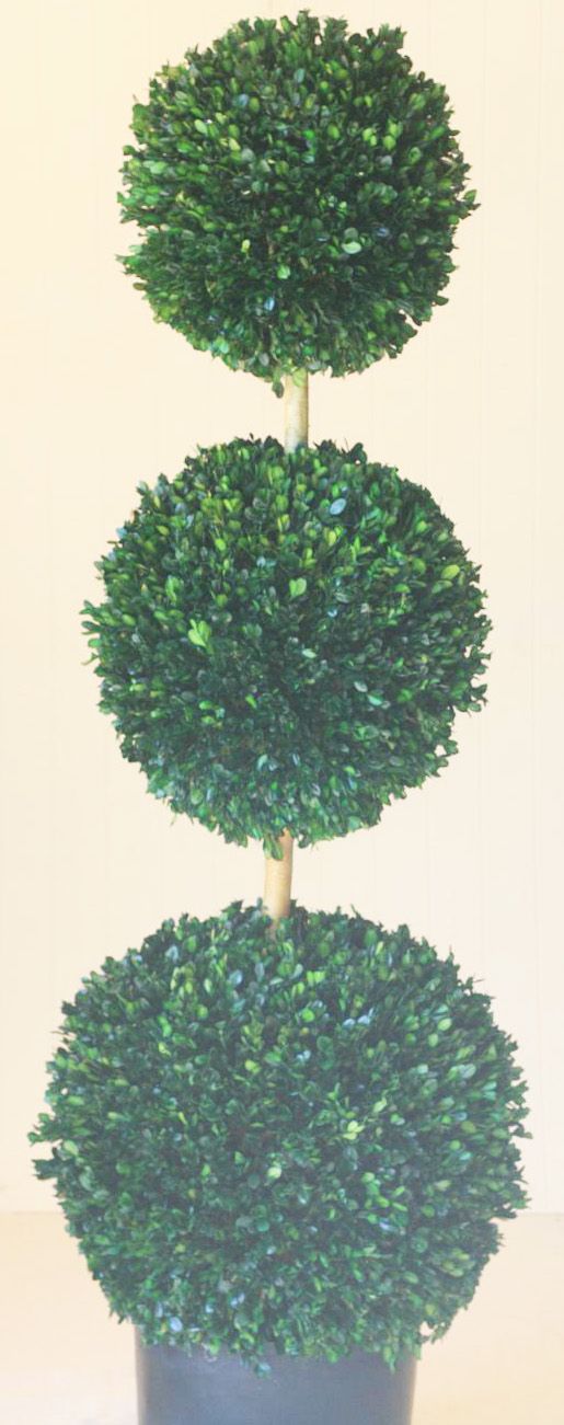 60" Triple Ball Boxwood Topiary - Click Image to Close