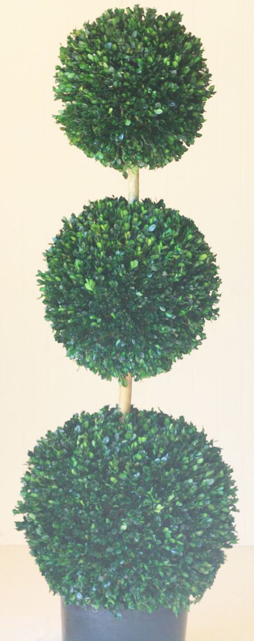 60" Triple Ball Boxwood Topiary