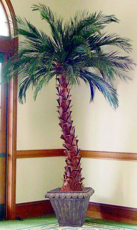 Date Palm Tree - 8 Foot - Click Image to Close