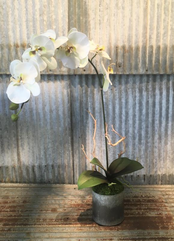 Orchid in Corrugated Tin - Click Image to Close