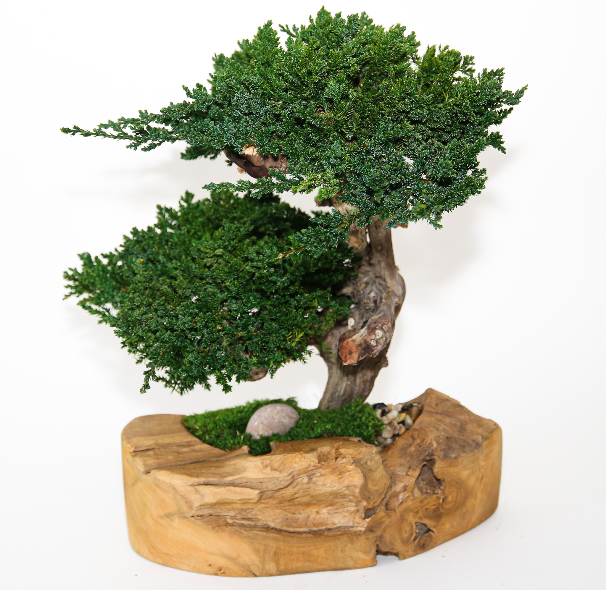 Double Bonsai in Wood Bowl - Click Image to Close