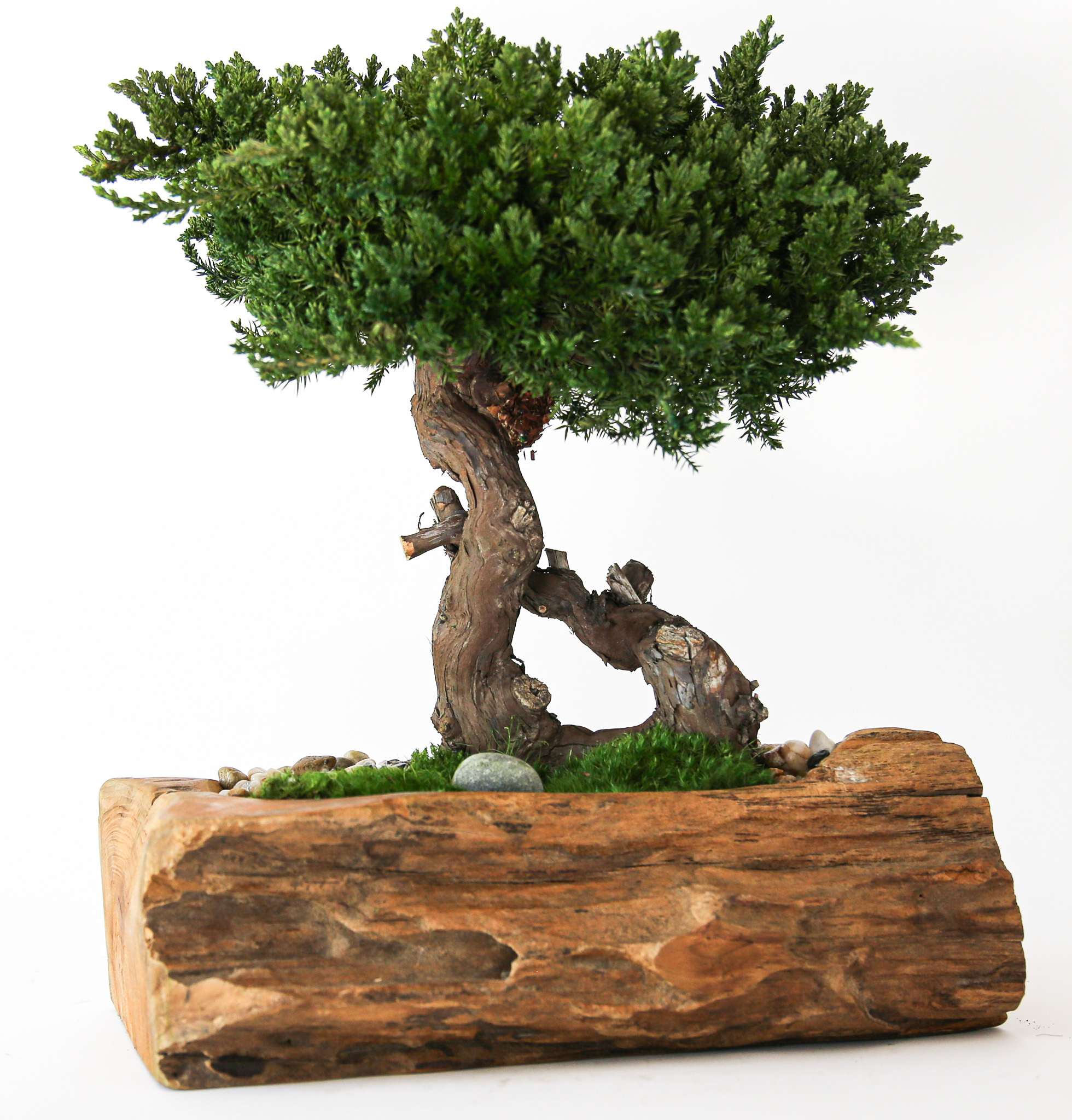 Single Preserved Juniper Bonsai in Hand-Carved Live Edge Teak - $238.00 :  Forever Green Art, Preserved Plants for Home and Business