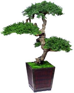 Senshi Bonsai - Preserved Bonsai - Click Image to Close