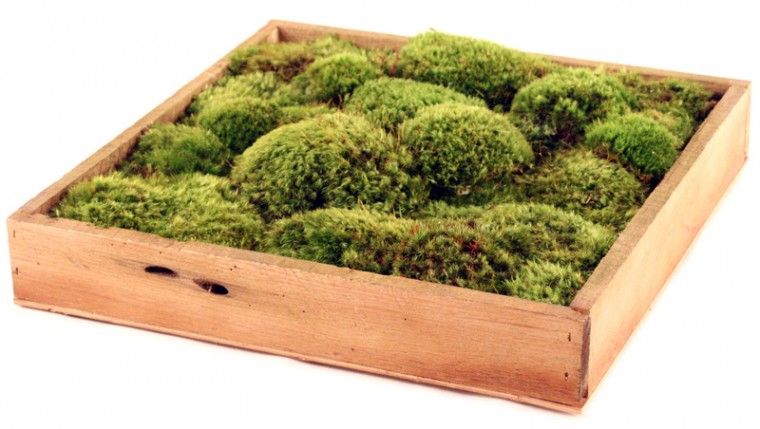 Moss Tray Moss Decor