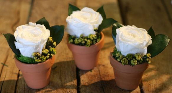 Rose Cups (Set of 6) - Click Image to Close