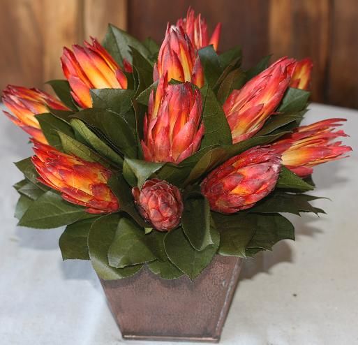 Protea in Azar - Click Image to Close