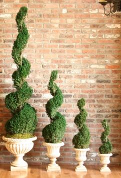 PRESERVED JUNIPER SPIRAL TOPIARY