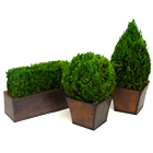 TABLE TOP TOPIARIES & HEDGES