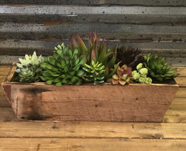 Dough Bowl Succulent - Click Image to Close