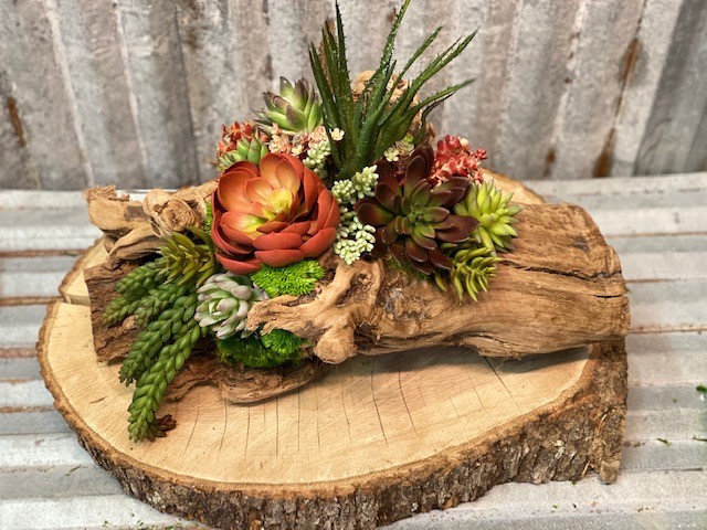Echeveria Succulent Log Forever Green Art Succulents in grapewood