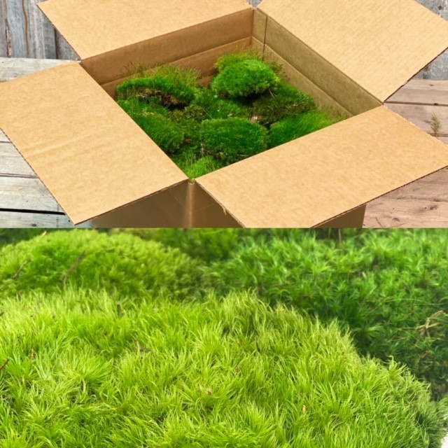 Ball Moss preserved bulk at wholesale price - Si-nature