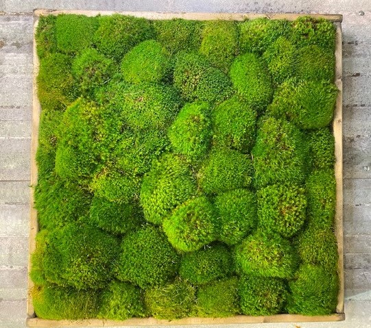 Moss Wall 24 Square - $249.00 : Forever Green Art, Preserved