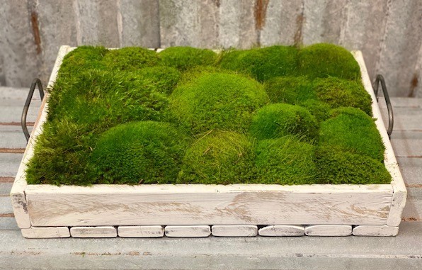 Moss Long Bread Bowl Forever Green Art Preserved Mood Moss Long