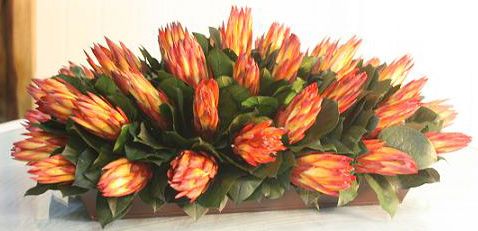 Long Protea Tray