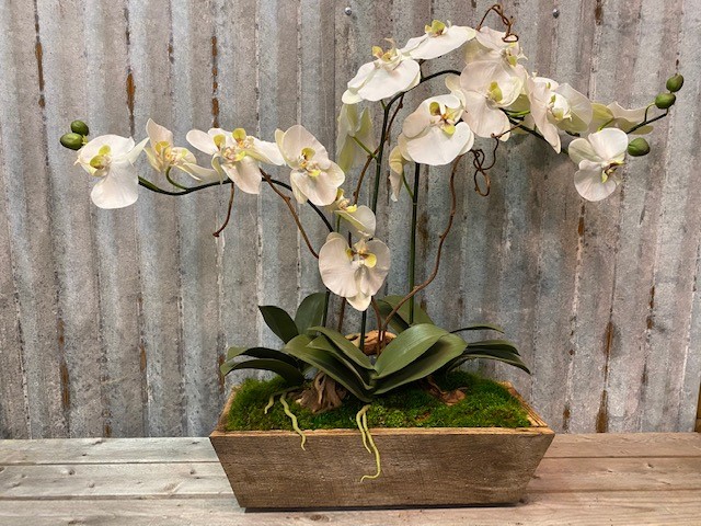 Forever Green Art Orchids