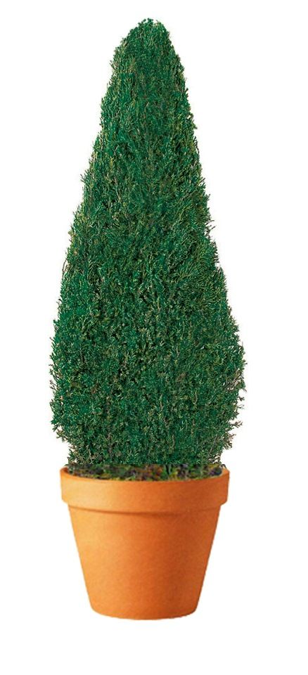 Preserved Cone Topiary - 20"