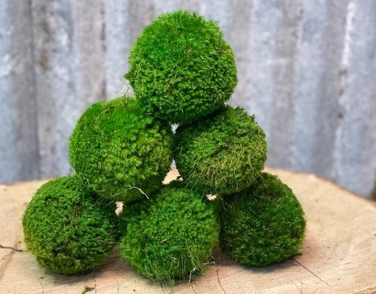 Moss Balls Small 4 Forever Green Art 4 inch Small Preserved Moss Ball made  in America [mos04] - $14.00 : Forever Green Art, Preserved Plants for Home  and Business