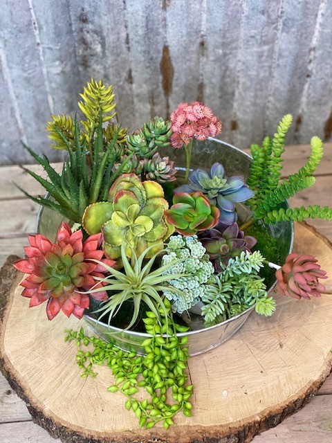 15 Assorted Succulent Stems - Click Image to Close
